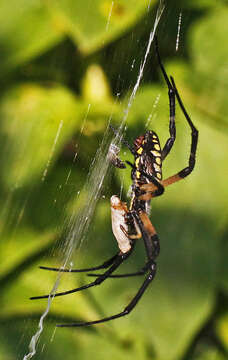 Image of Black-and-Yellow Argiope