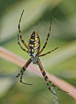 Image of Black-and-Yellow Argiope