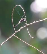 Image of Pseudothemis jorina Förster 1904