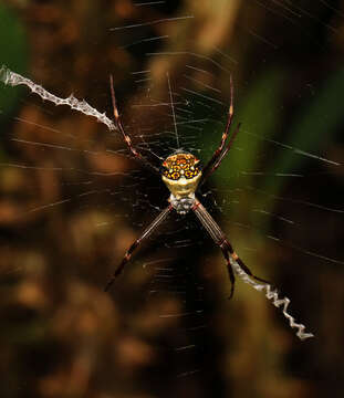 Image of Silver Argiope