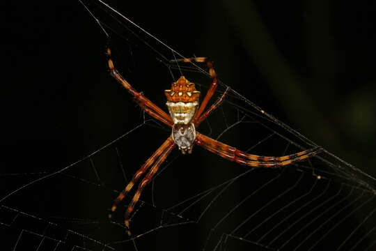 Image of Silver Argiope