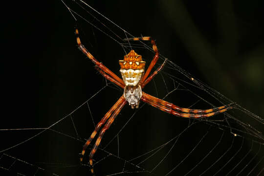 Image of Silver Argiope