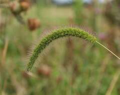 Imagem de Setaria viridis (L.) P. Beauv.