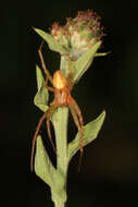 Image of Arabesque Orbweaver