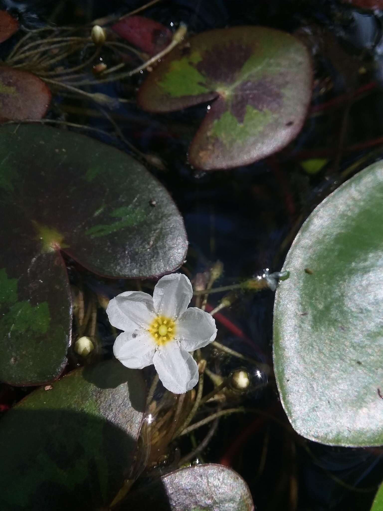 Image of Little Floatingheart