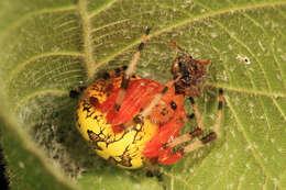 Image of Angulate & Roundshouldered Orbweaver