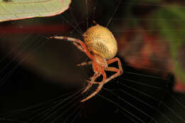 Image of Angulate & Roundshouldered Orbweaver