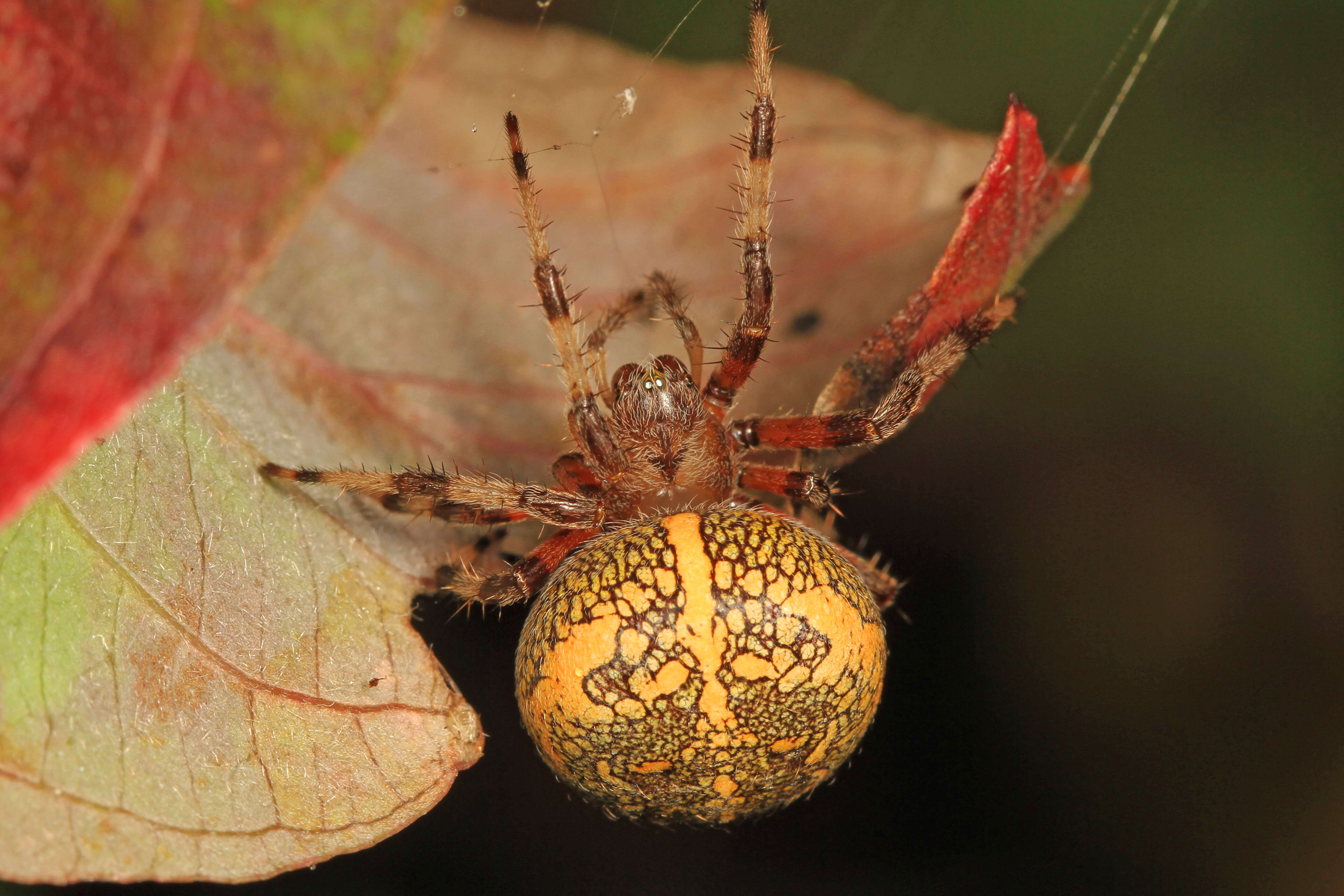 Image of Angulate & Roundshouldered Orbweaver