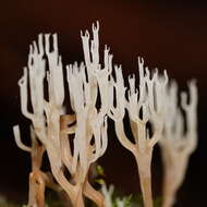 Image of Artomyces colensoi (Berk.) Jülich 1982