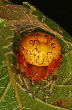 Image of Angulate & Roundshouldered Orbweaver