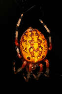 Image of Angulate & Roundshouldered Orbweaver