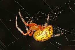 Image of Angulate & Roundshouldered Orbweaver