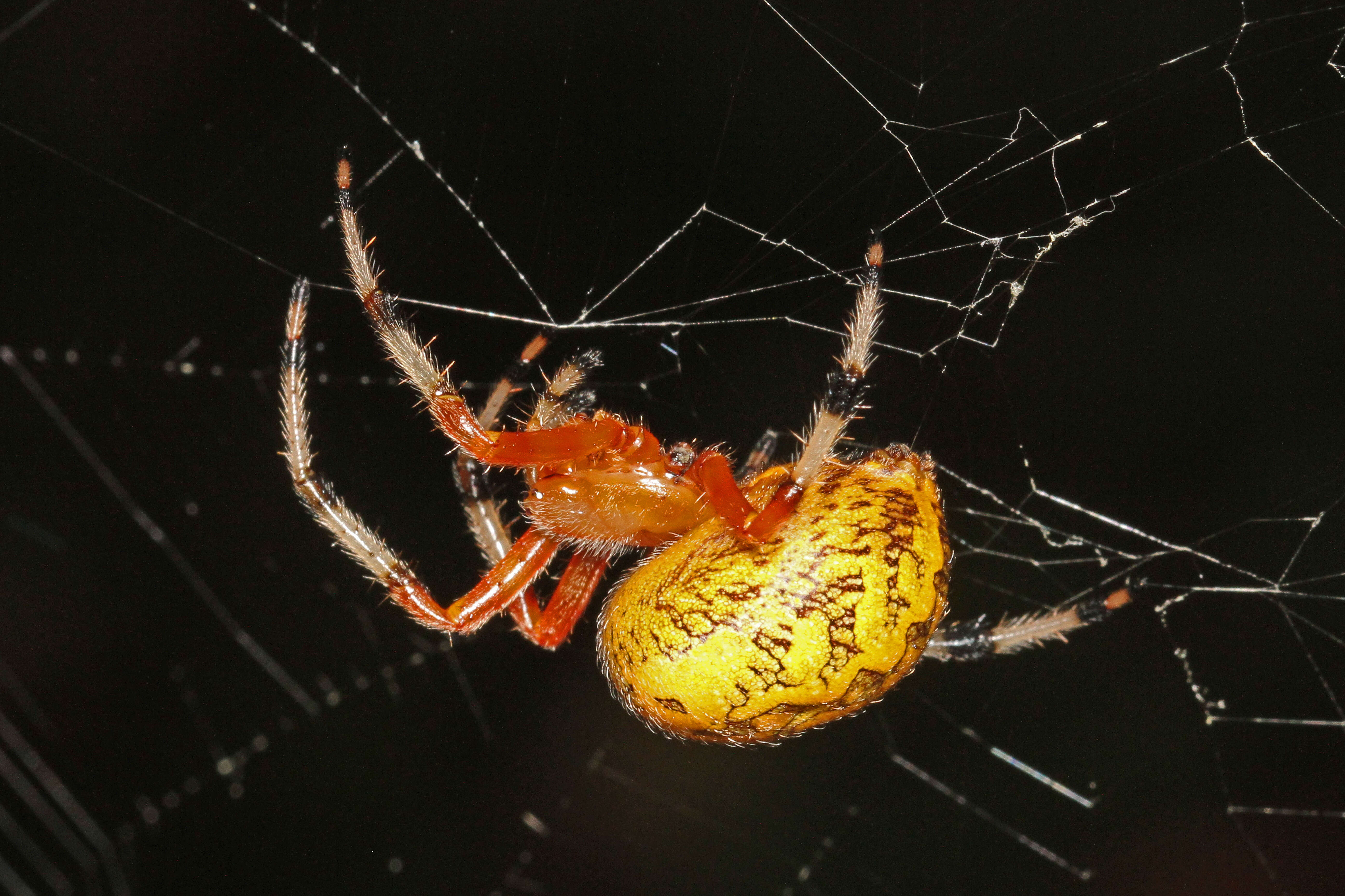 Image of Angulate & Roundshouldered Orbweaver