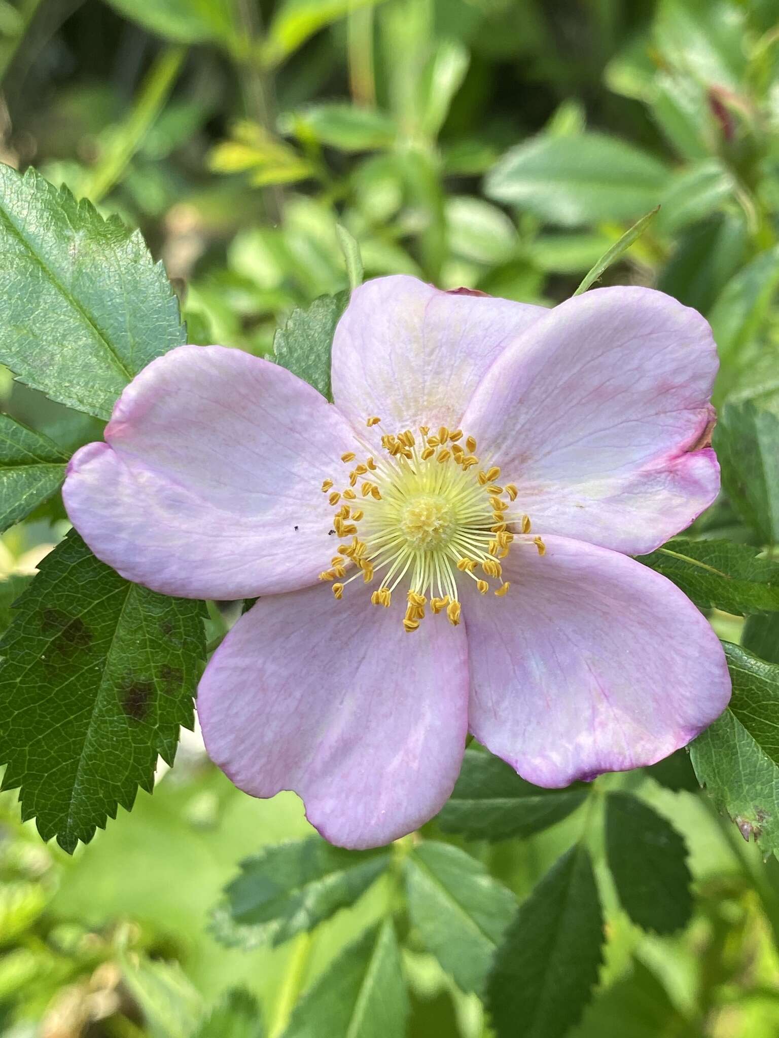 Imagem de Rosa carolina subsp. carolina