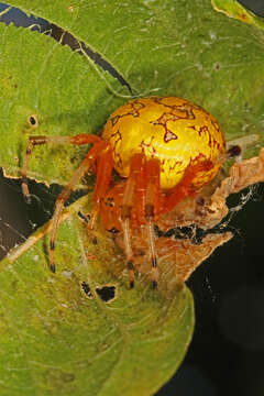 Image of Angulate & Roundshouldered Orbweaver