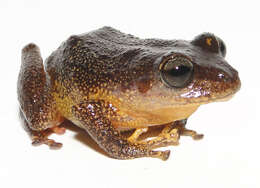 Image of Pristimantis paquishae Brito-M., Batallas-R. & Velalcázar 2014