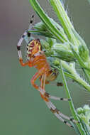 Image of Angulate & Roundshouldered Orbweaver