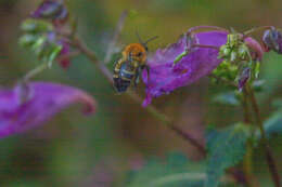 Image of Bombus diversus Smith 1869