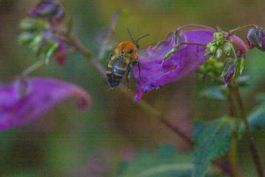 Imagem de Bombus diversus Smith 1869