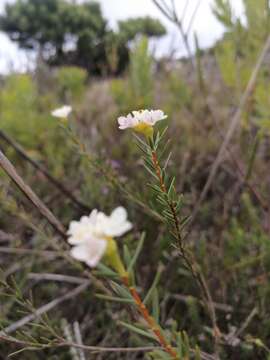 Image of Lachnaea capitata (L.) Cr.