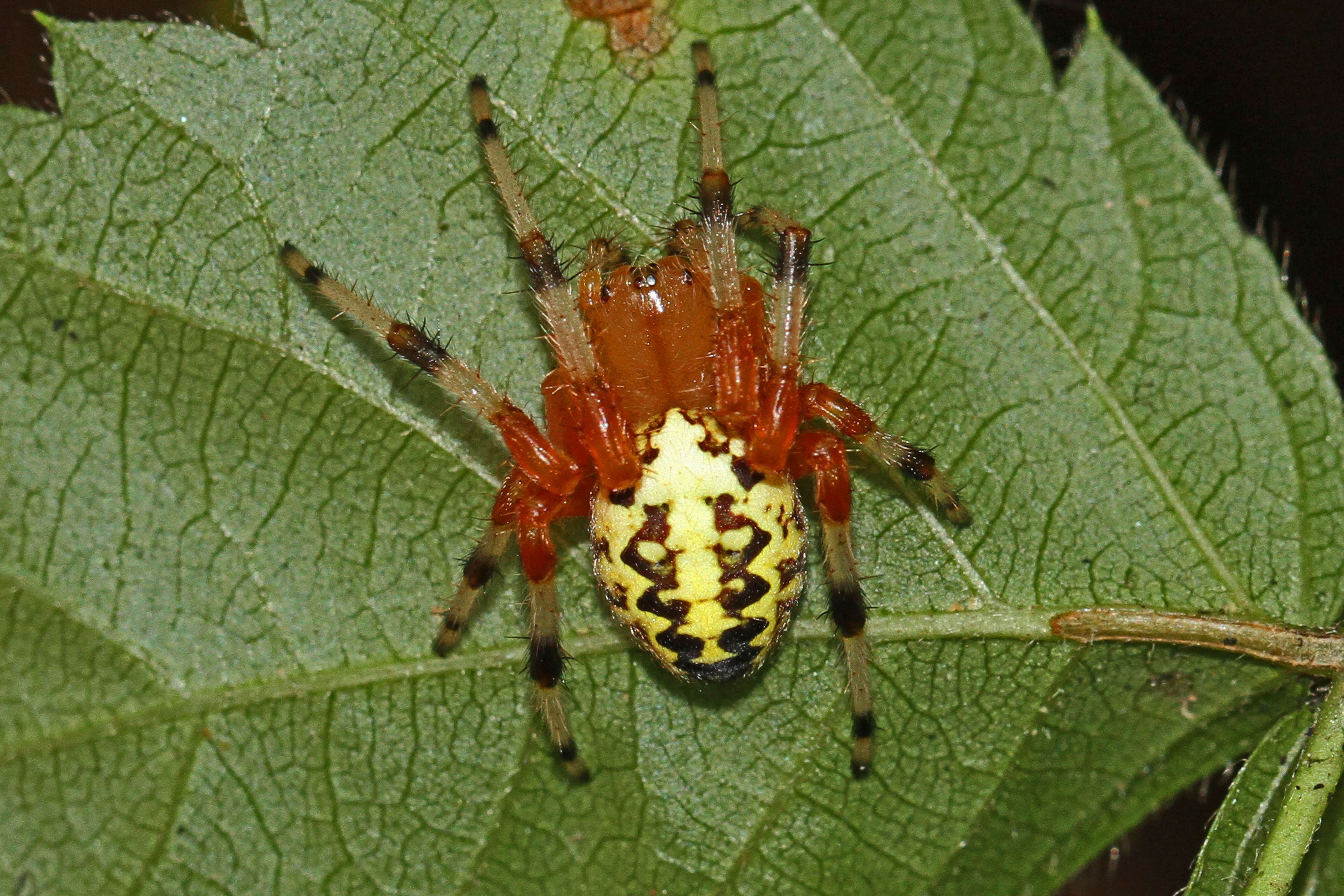 Image of Angulate & Roundshouldered Orbweaver