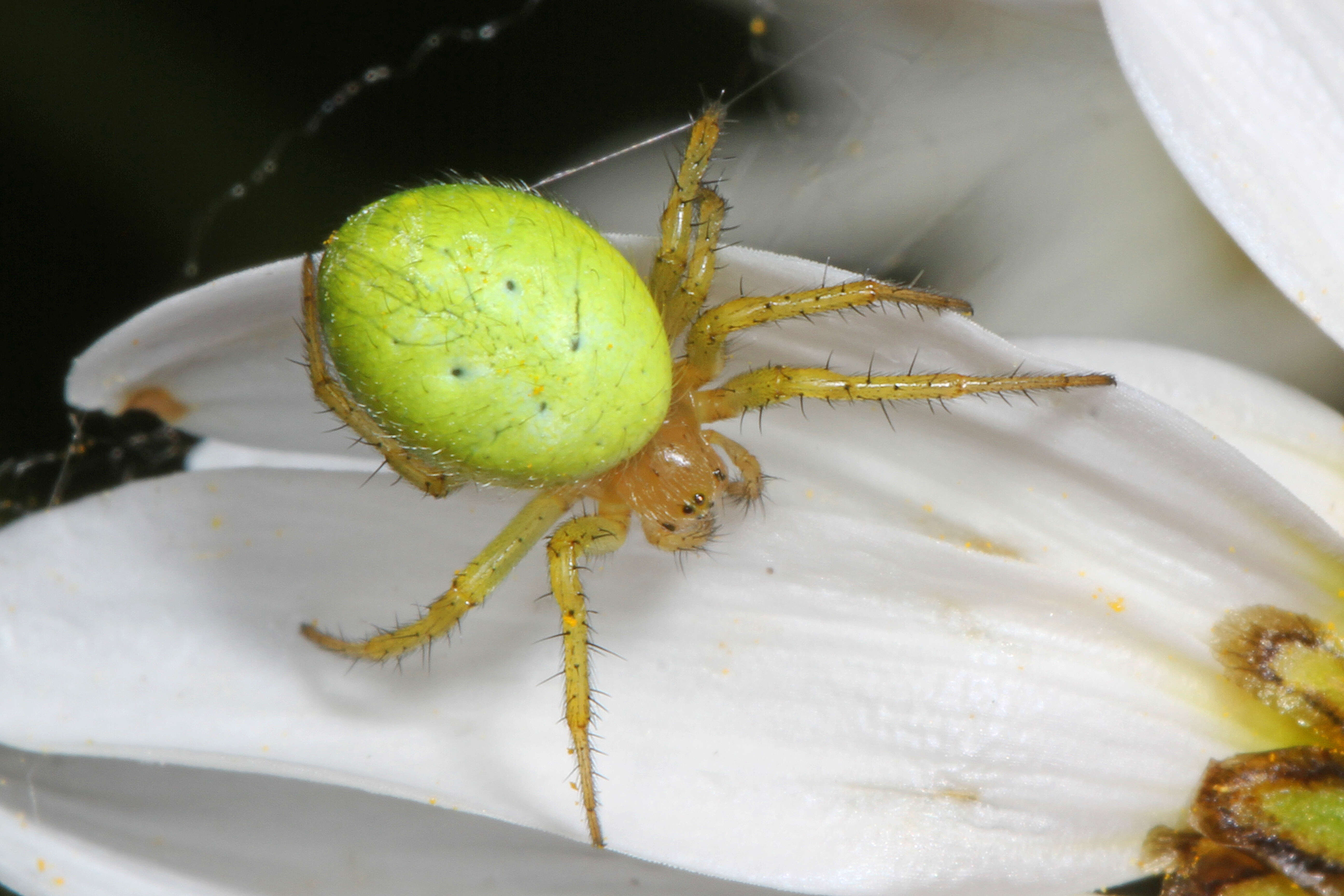 Image of Araniella opisthographa (Kulczyński 1905)