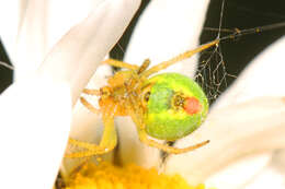 Image of Cucumber green spider