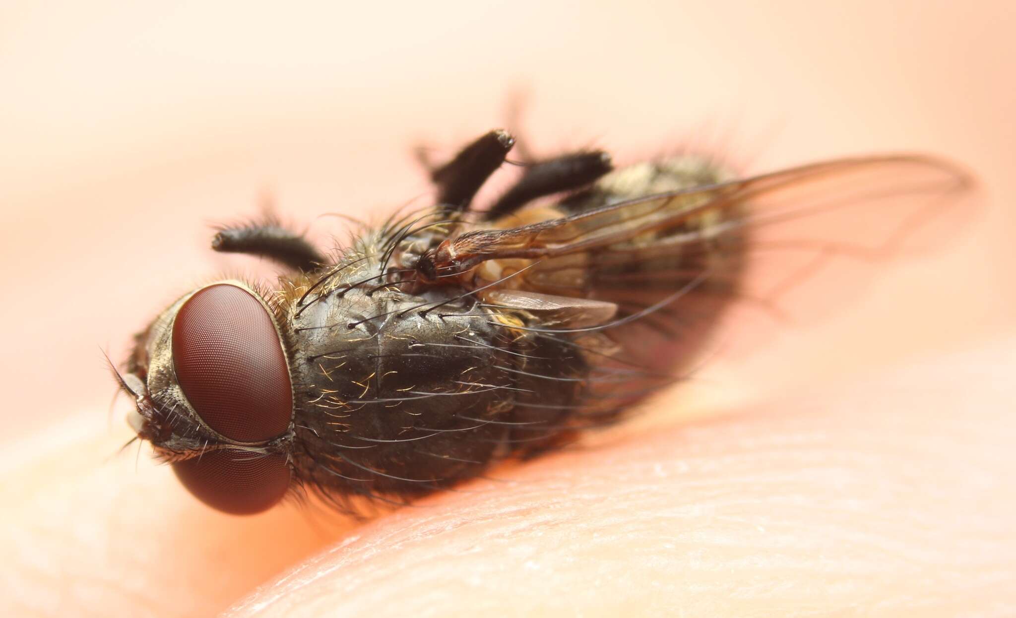 Image of Narrow-cheeked cluster fly