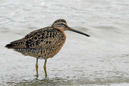 Image of Short-billed Dowitcher