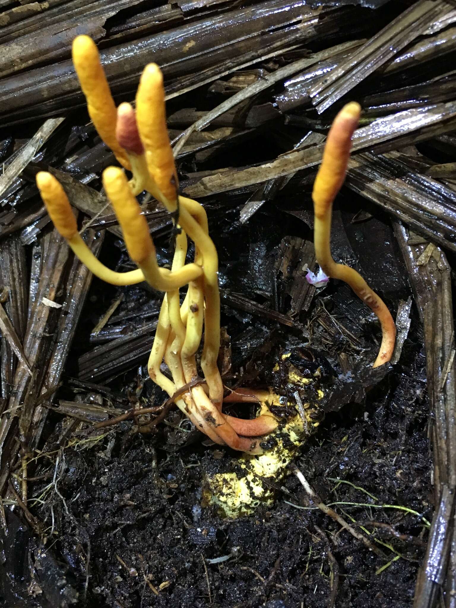 Plancia ëd Ophiocordyceps melolonthae (Tul. & C. Tul.) G. H. Sung, J. M. Sung, Hywel-Jones & Spatafora 2007