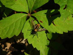 Image of Laphria sericea Say 1823