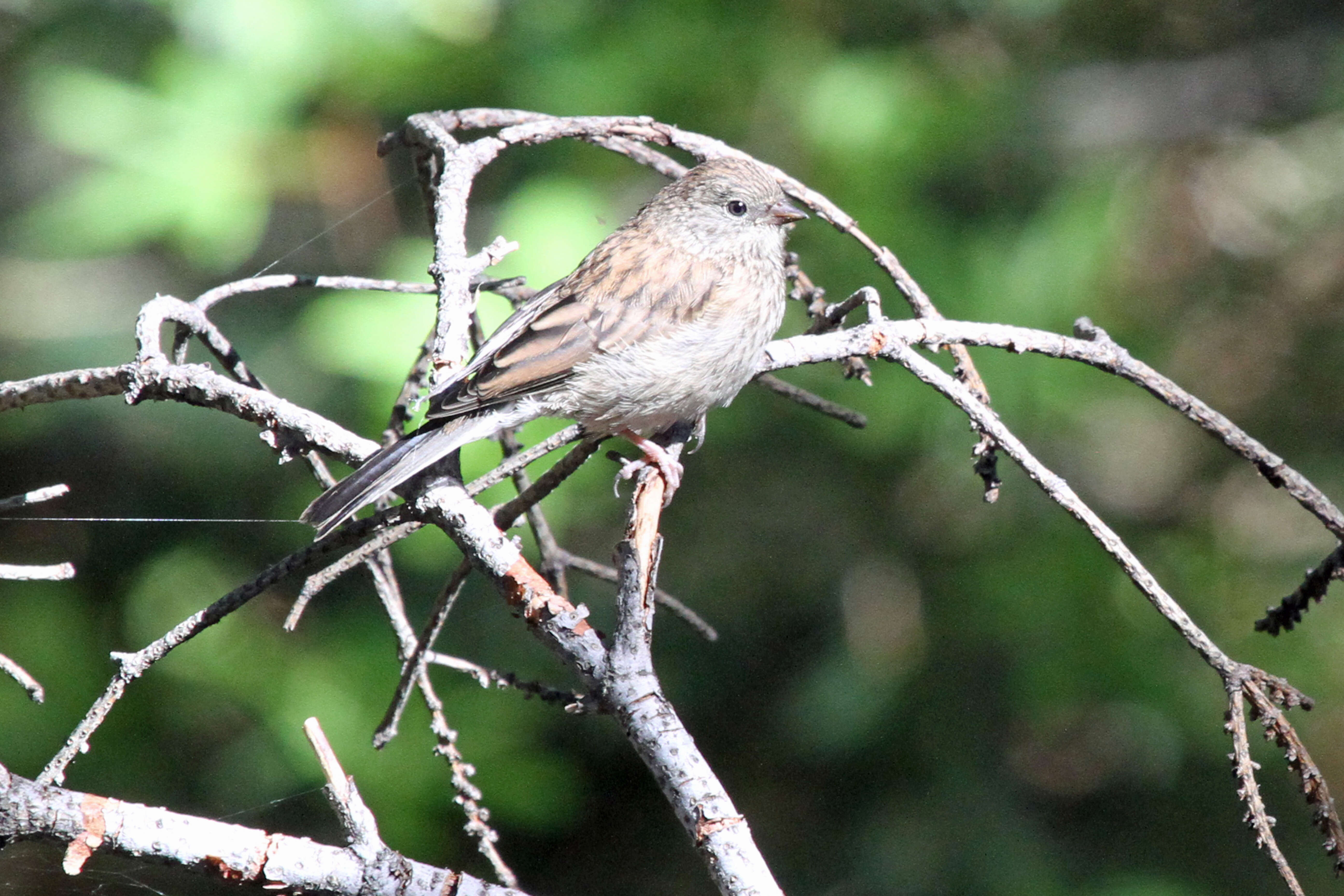 Image of Lincoln's Sparrow