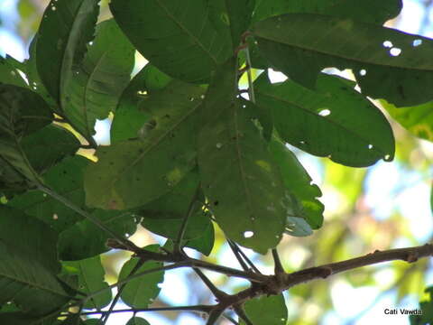 Image of Forest natal mahogany