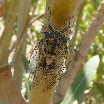 Image of Cicada barbara (Stal 1866)