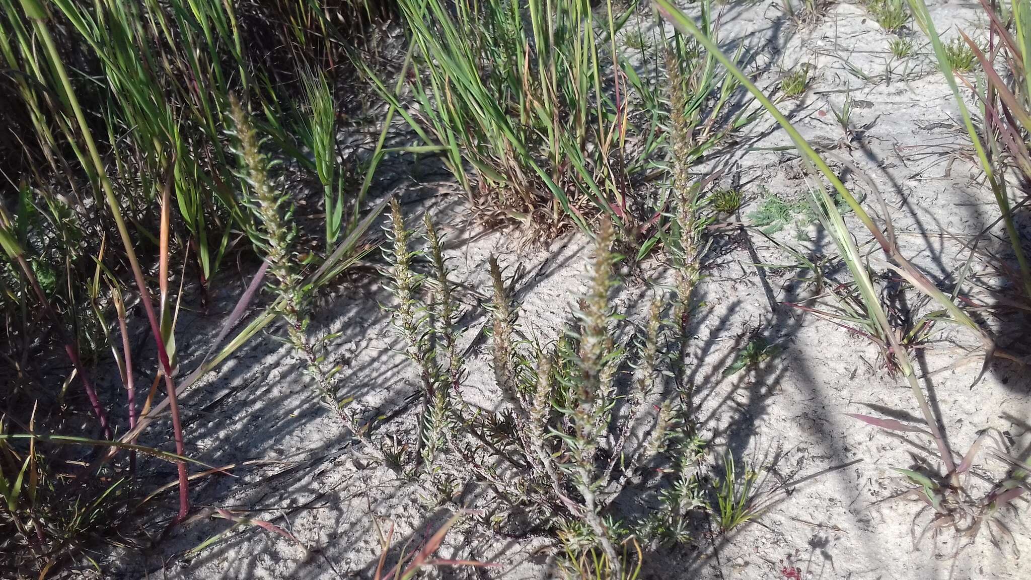 Слика од Elytropappus glandulosus Less.