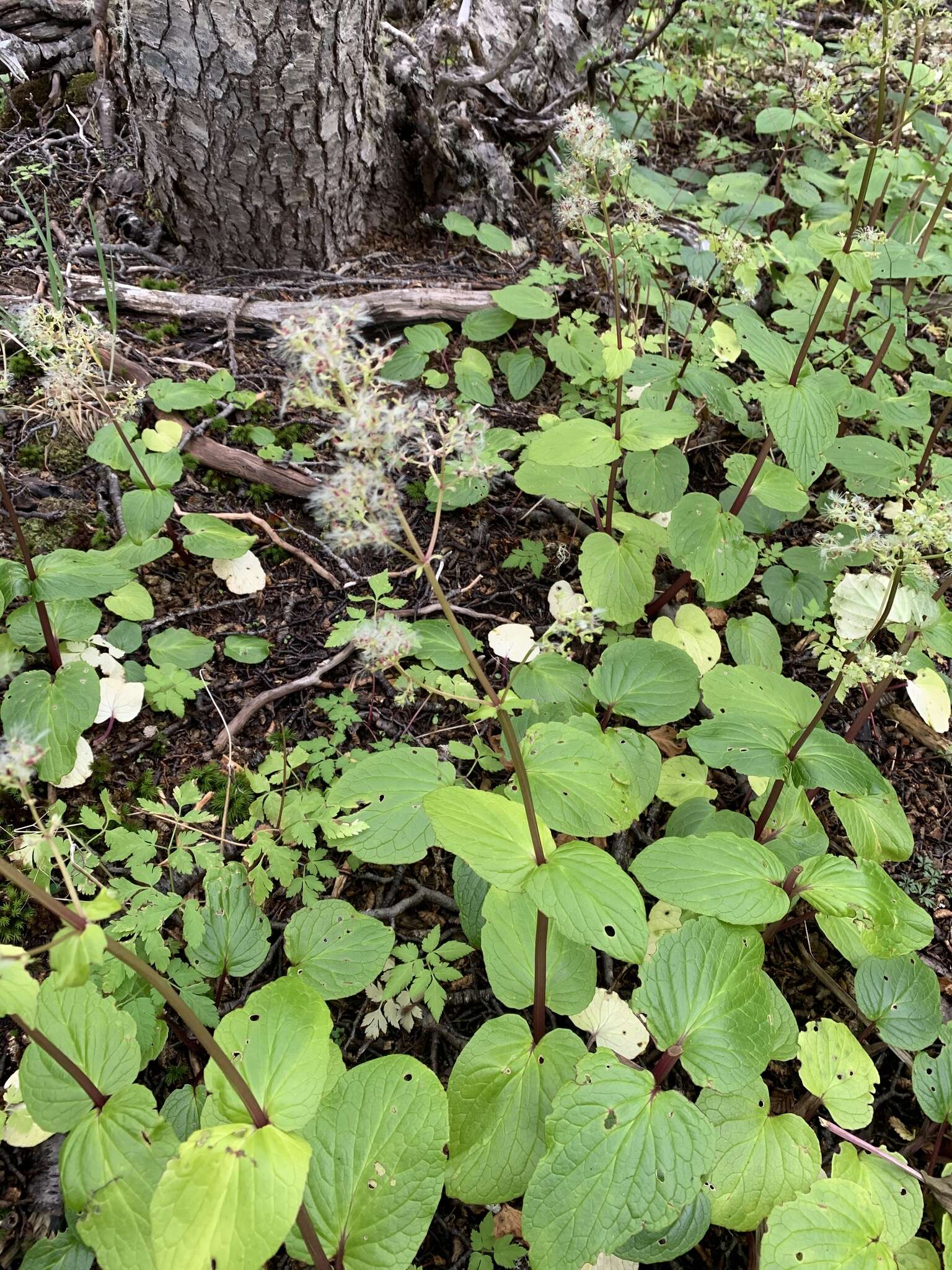 Image of Valeriana lapathifolia Vahl