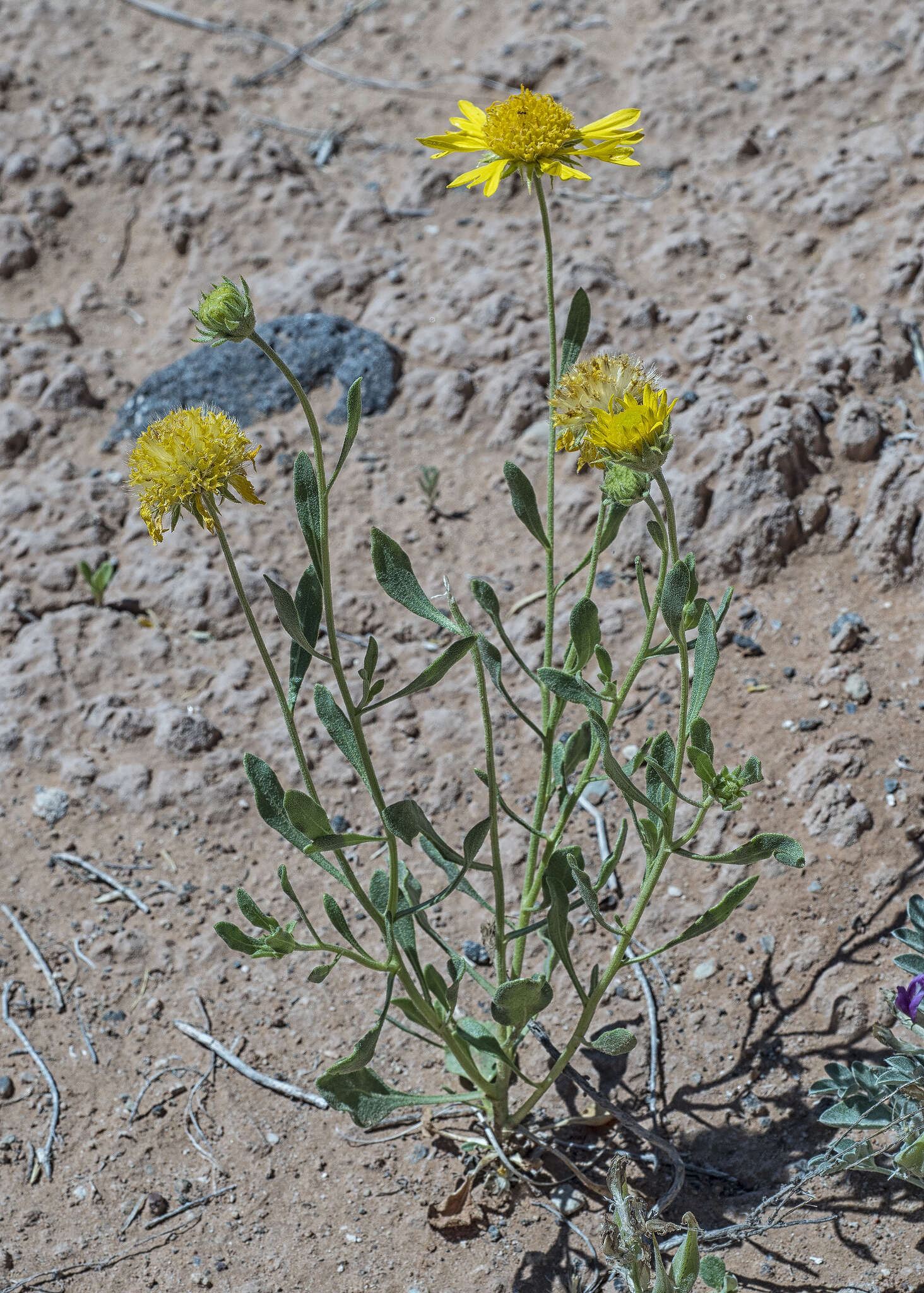 Image of western blanketflower