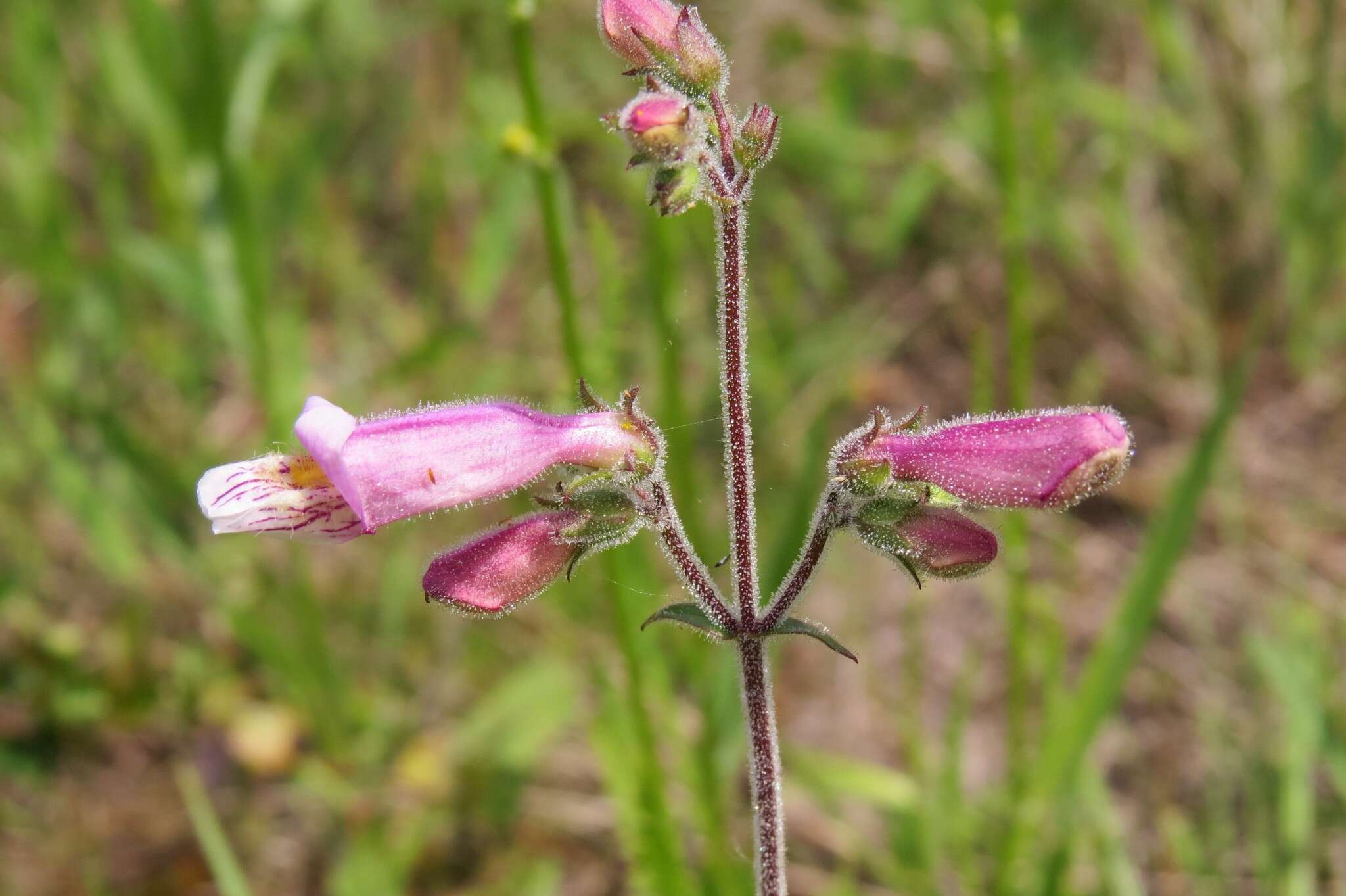 Image of slender beard-tongue