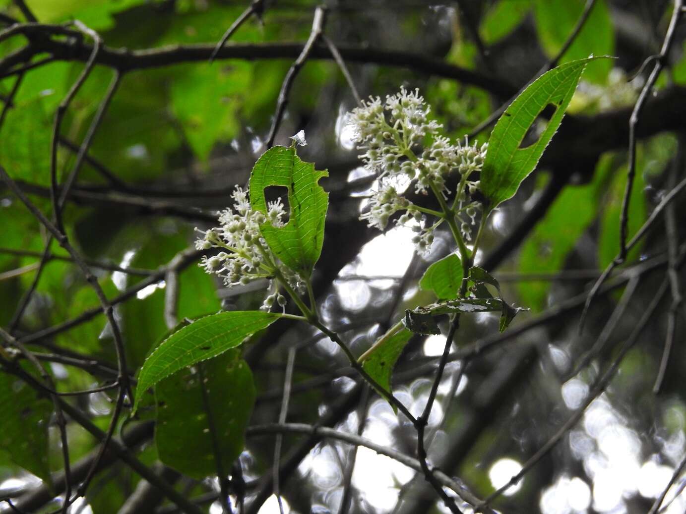 Imagem de Miconia glaberrima (Schltdl.) Naud.