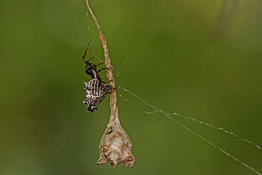 Image of Spined Micrathena