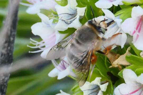 Image of Anthophora porphyrea Westrich 1993