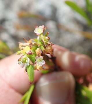 Image of Centella rupestris (Eckl. & Zeyh.) Adamson