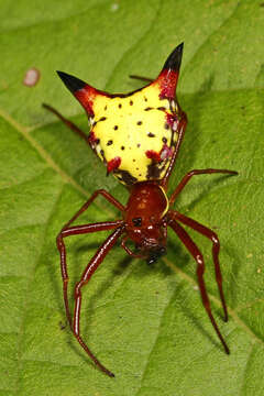 Image of Arrowshaped Micrathena