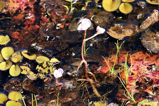 Image of Utricularia hydrocarpa Vahl