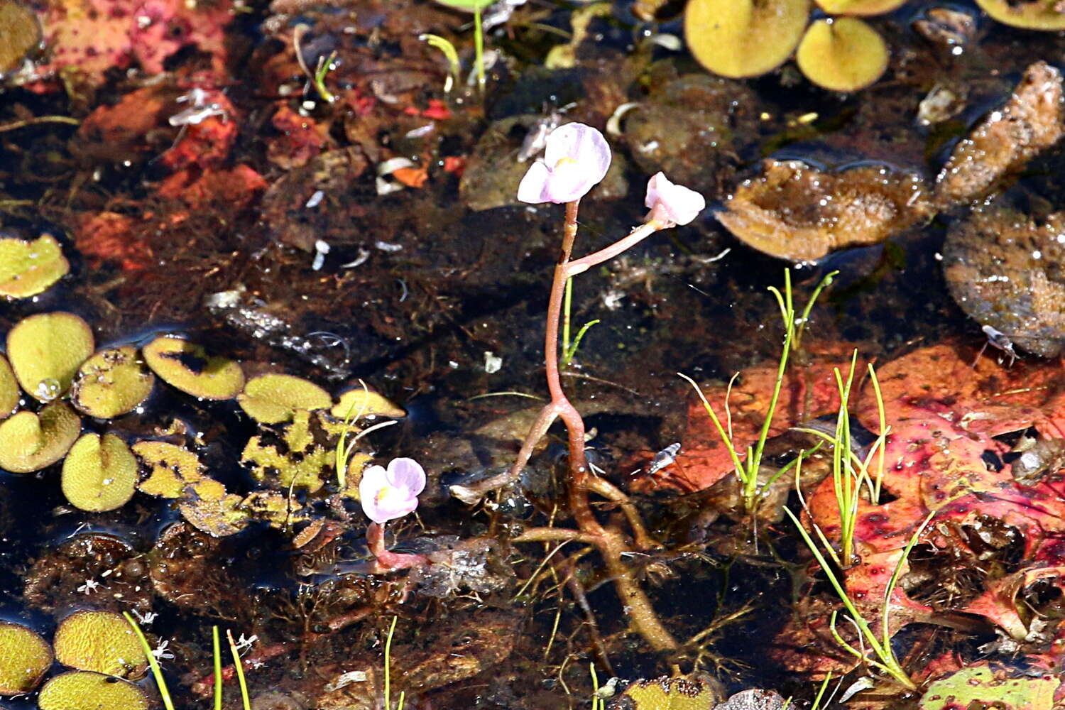 Utricularia hydrocarpa Vahl的圖片