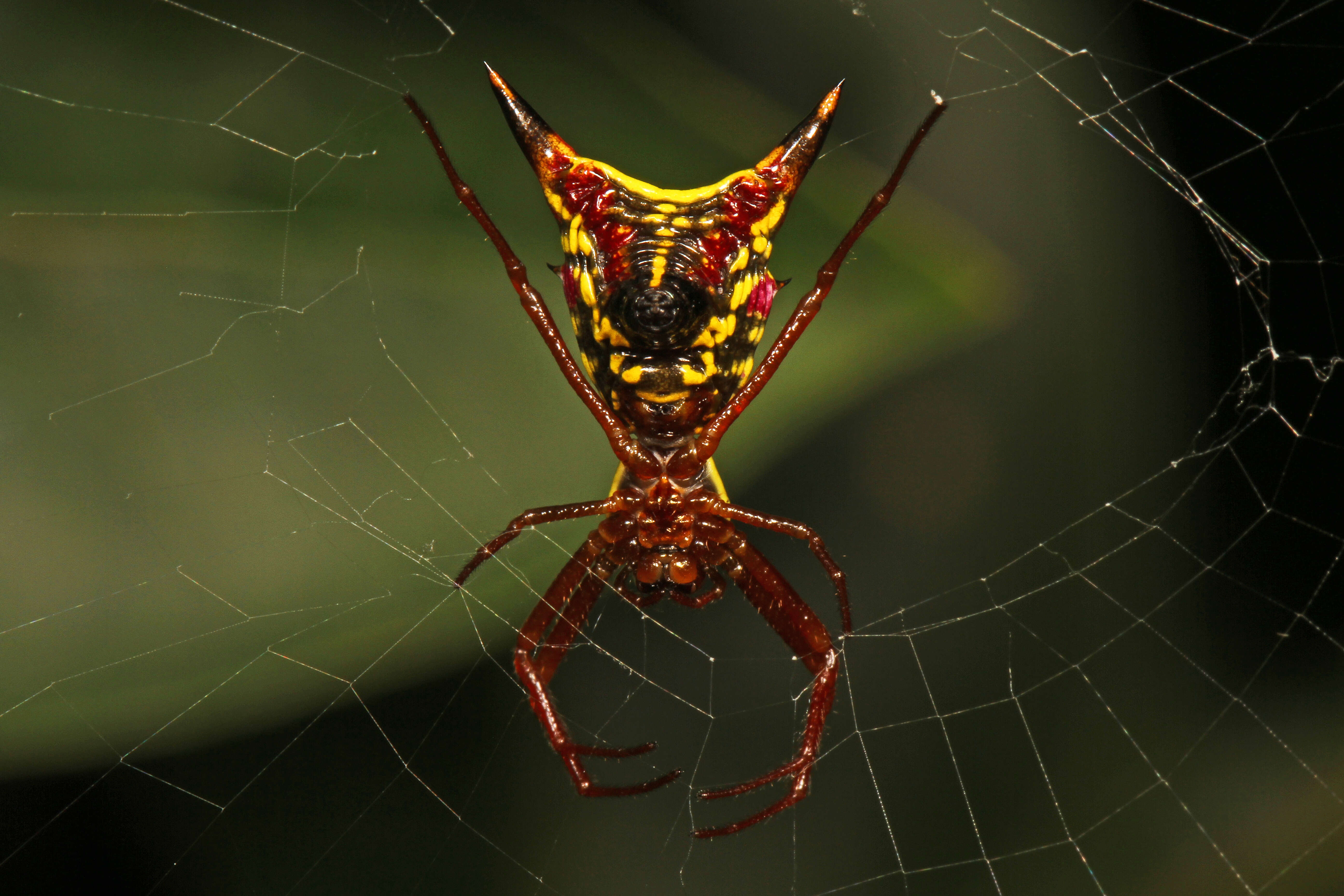 Image of Arrowshaped Micrathena