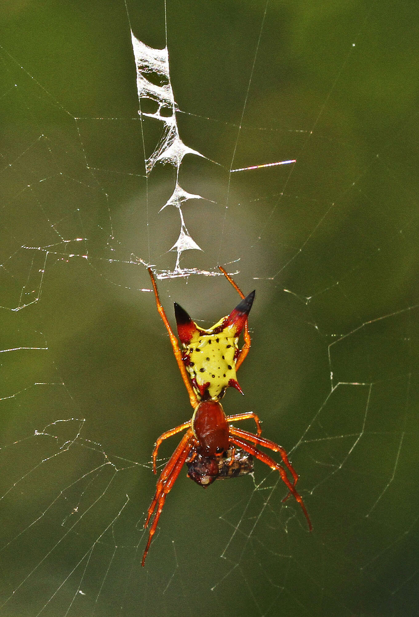 Image of Arrowshaped Micrathena