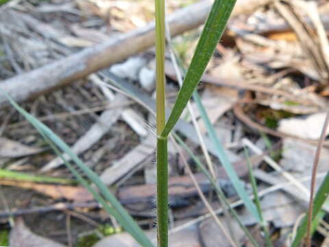 Plancia ëd Rytidosperma geniculatum (J. M. Black) Connor & Edgar