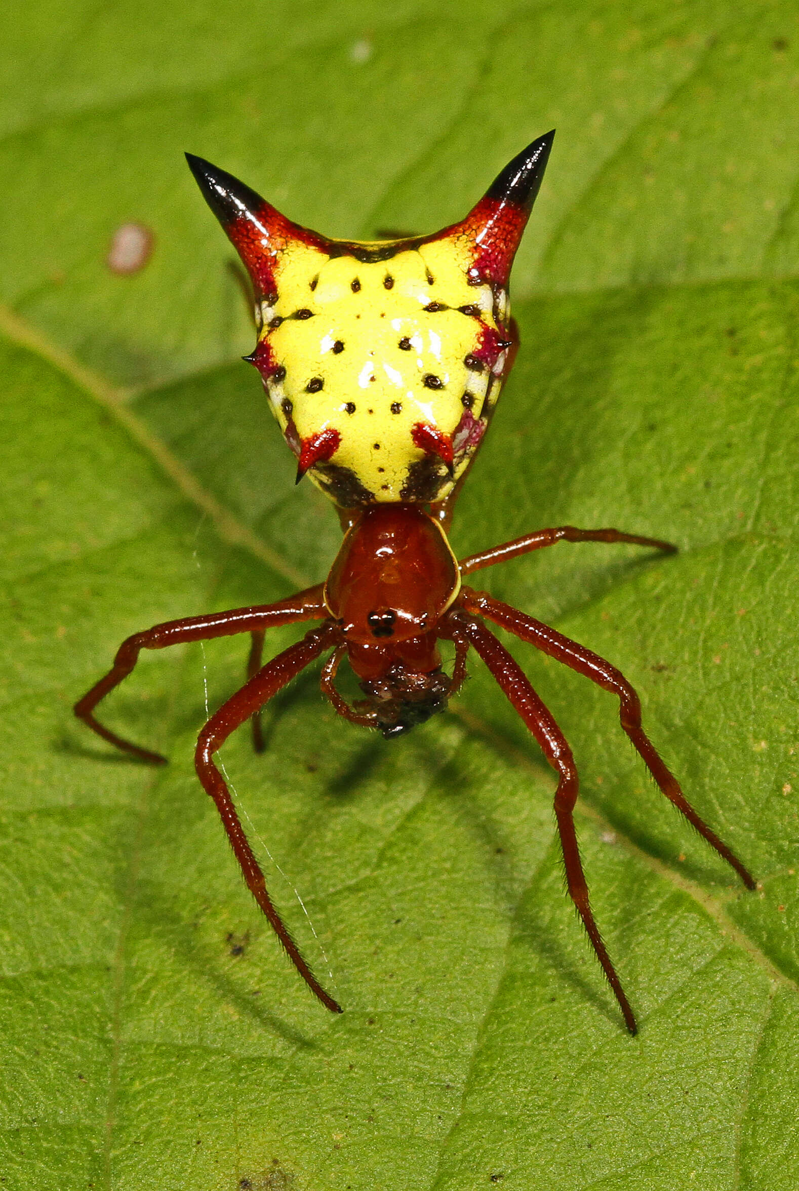 Image of Arrowshaped Micrathena