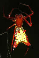 Image of Arrowshaped Micrathena